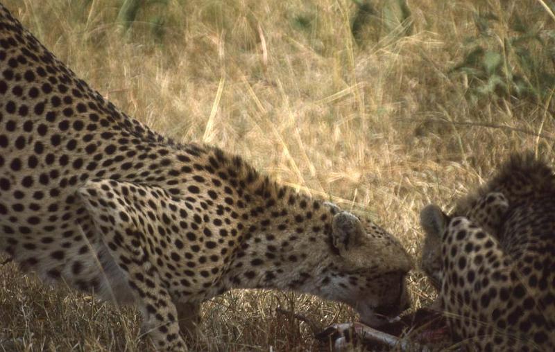 RWT 0188 200-27 Kenya Mara Cheetahs.jpg